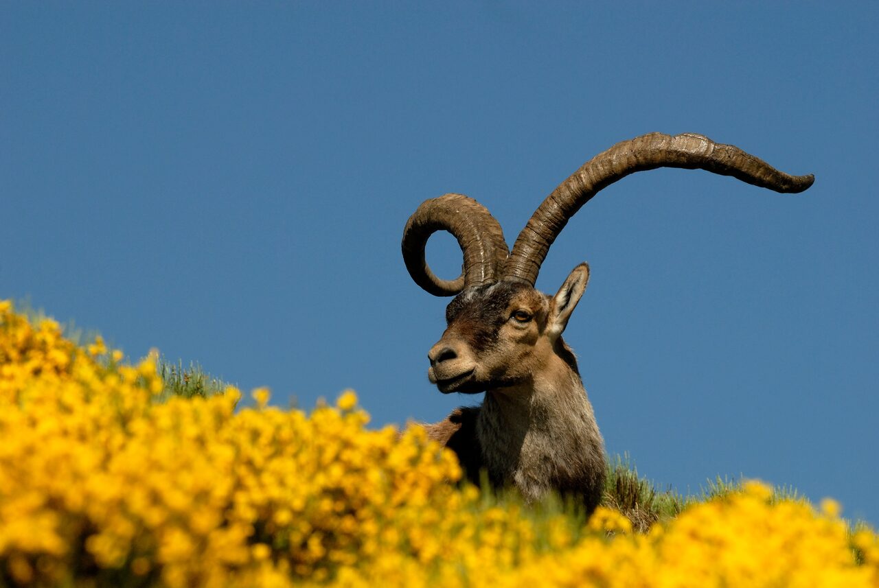 Cabra montés en plena naturaleza