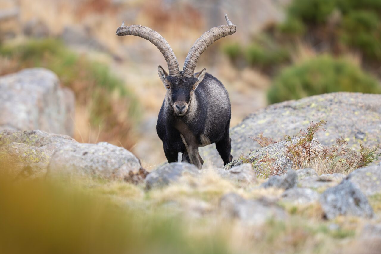 Macho montés en una reserva nacional de caza