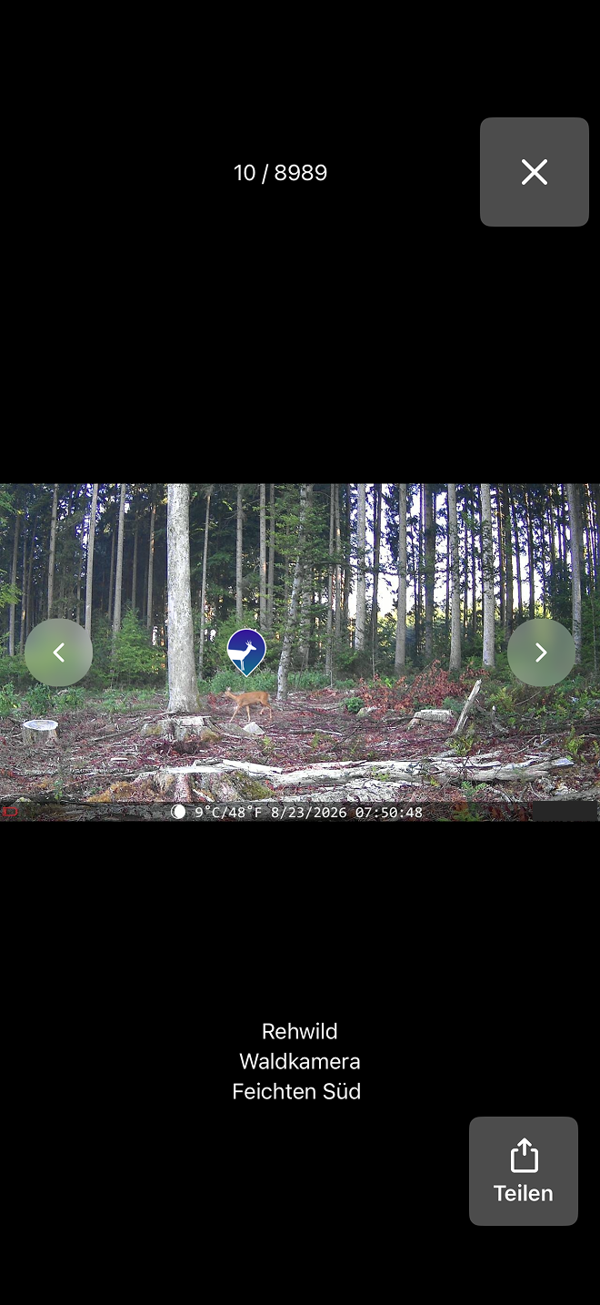Artenerkennung in WildCam-Fotos