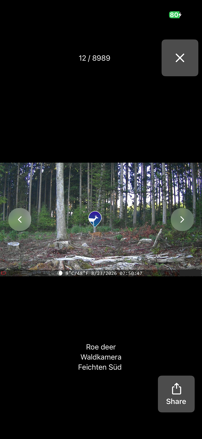 Species detection in WildCam photos