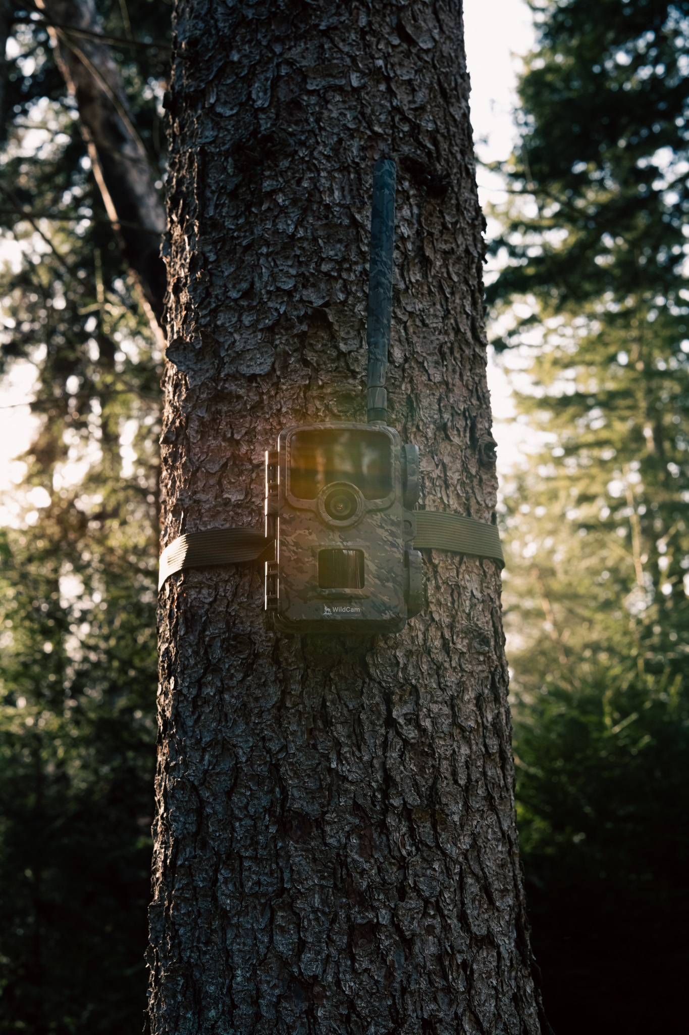 WildCam for observing wildlife in your hunting area