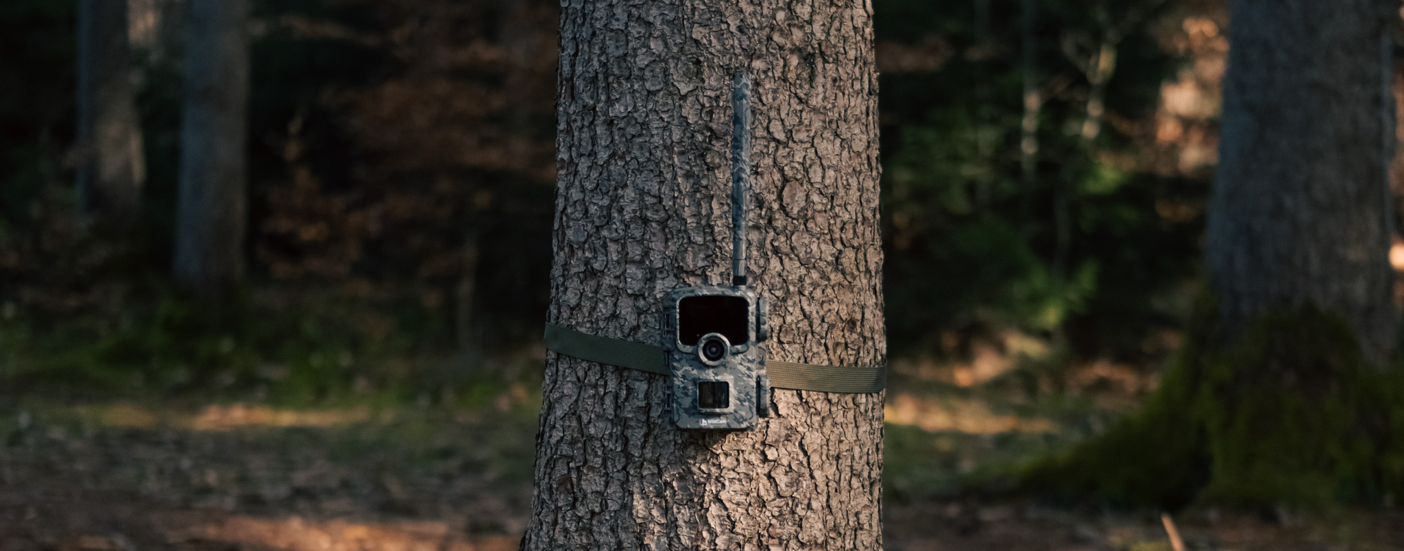WildCam mounted on a tree with its strap
