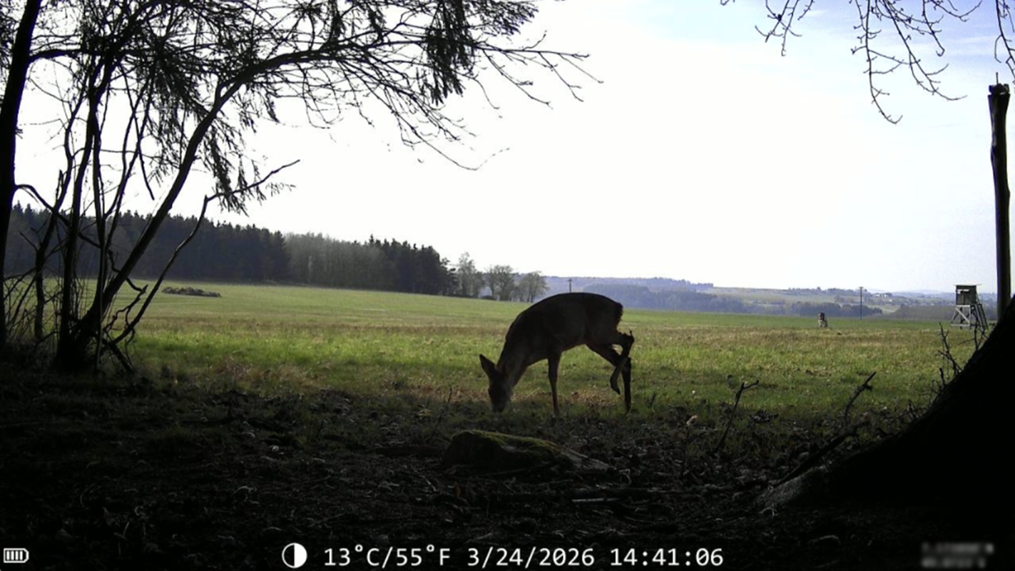 Real WildCam wildlife capture, image 1