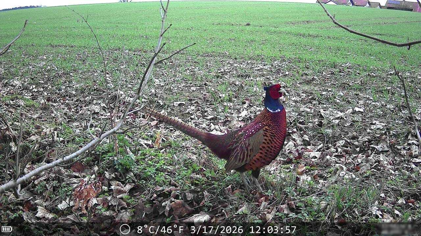 Real WildCam wildlife capture, image 2