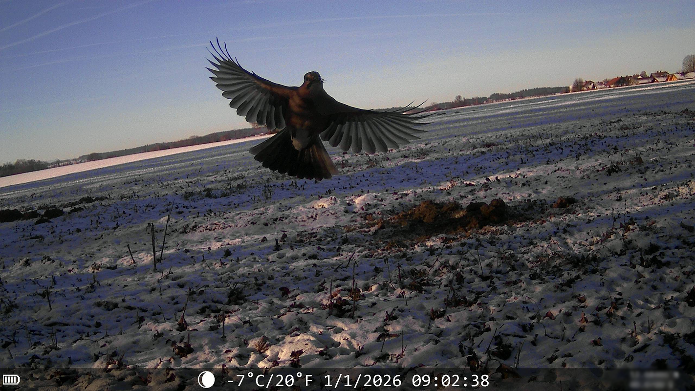 Real WildCam wildlife capture, image 3