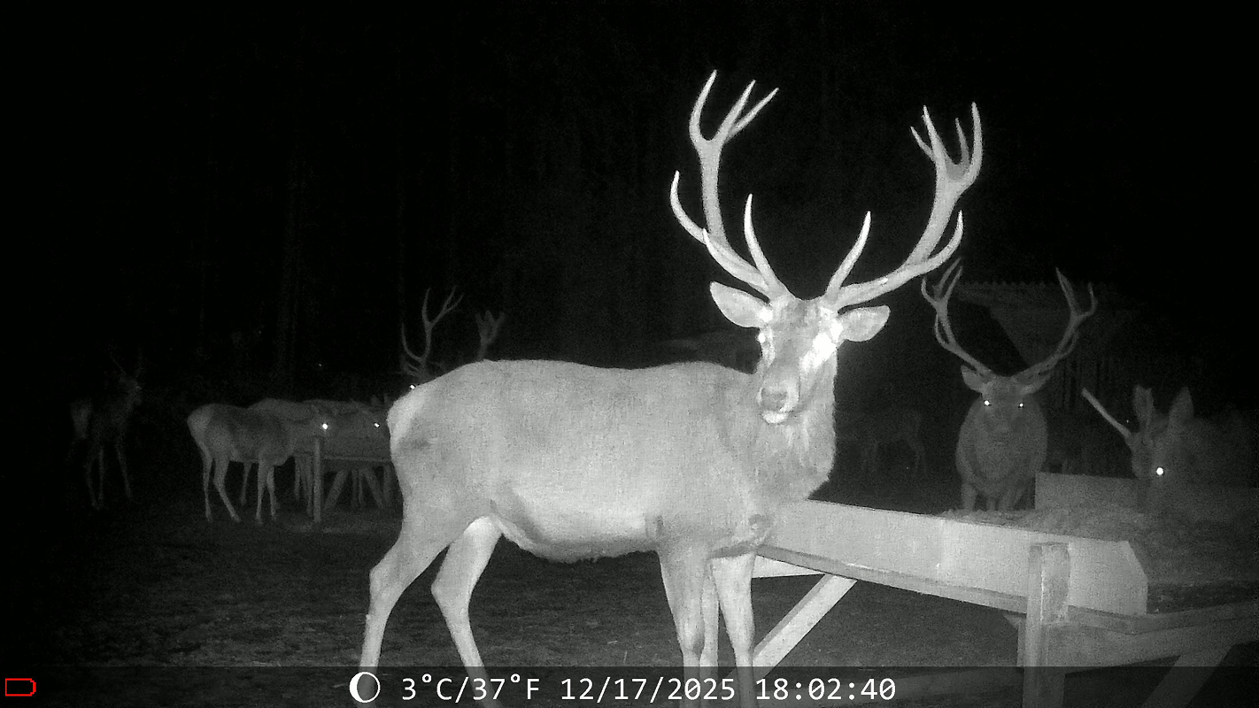 Real WildCam wildlife capture, image 4