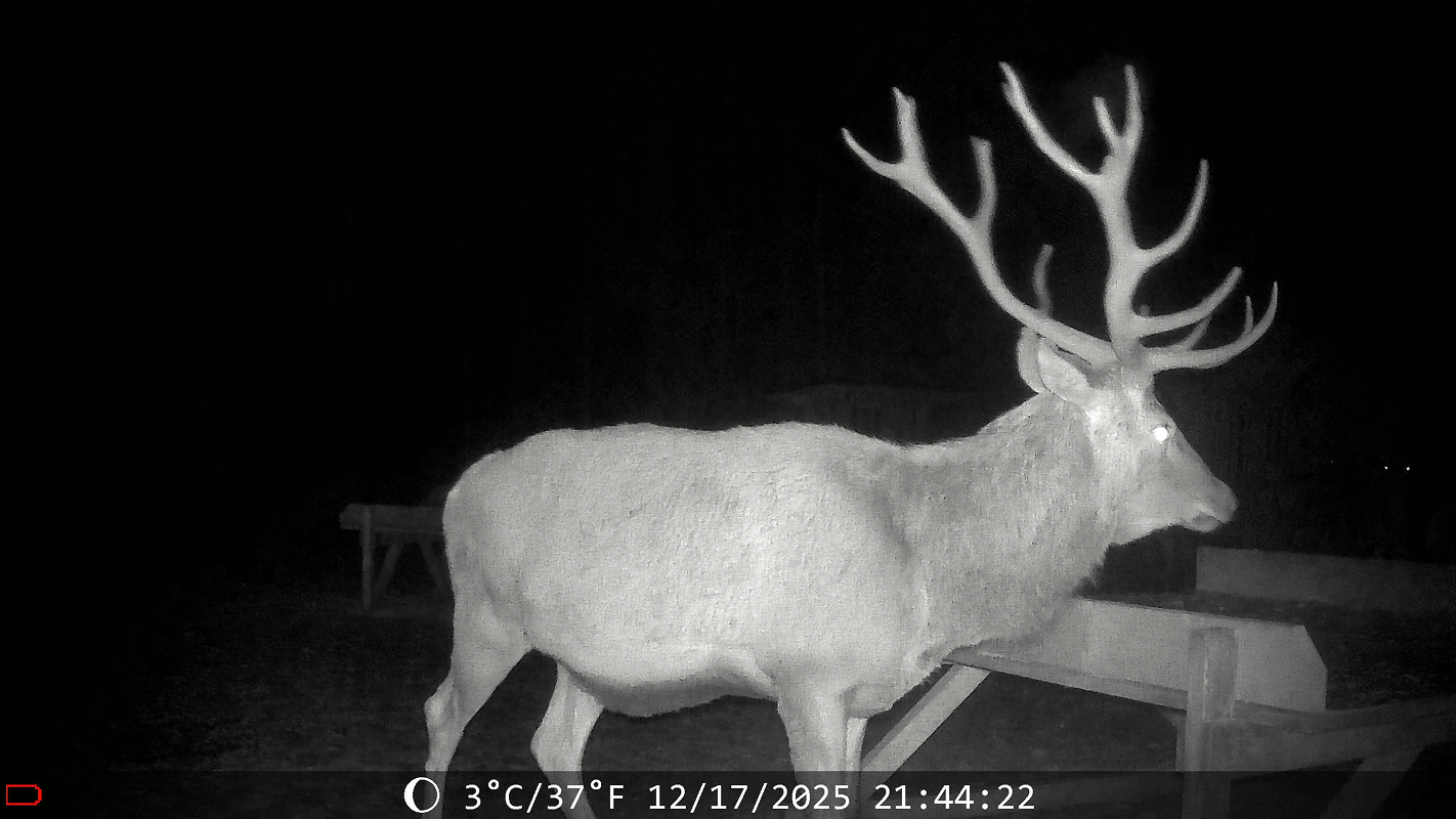 Real WildCam wildlife capture, image 5